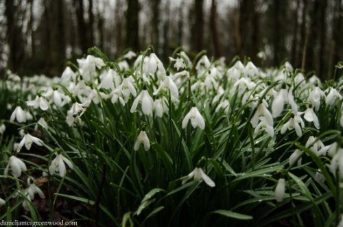 cairnsmore-of-fleet-2